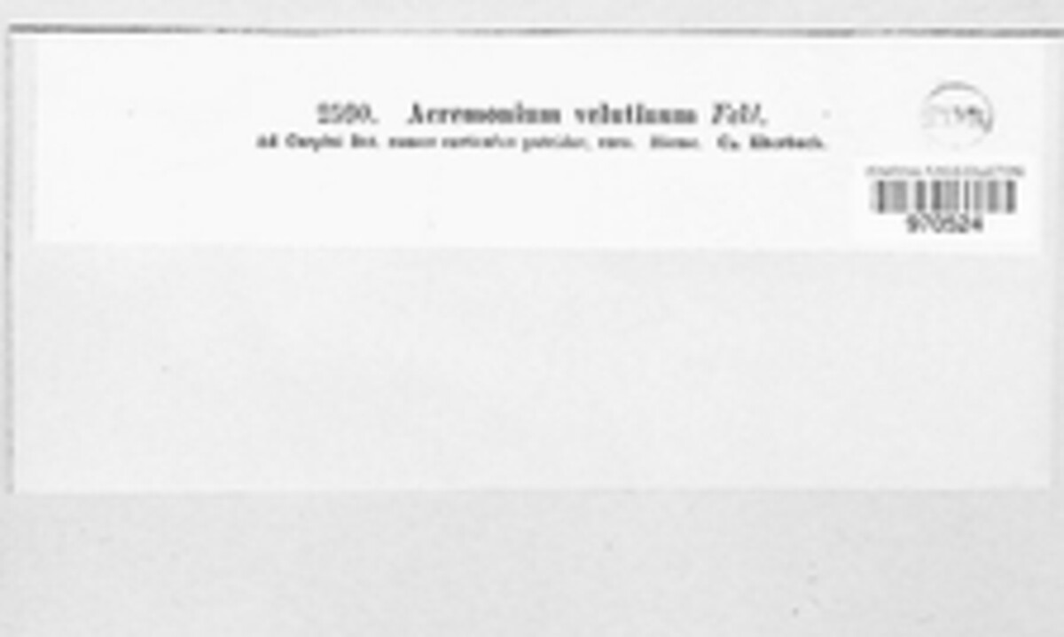 Acremonium velutinum image